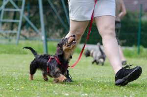 Dog Training Courses