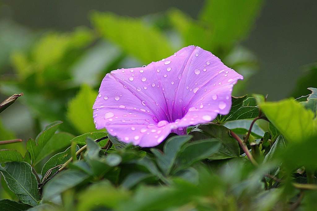 ISNA Plant Fair heading to Kildalton College