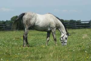 Equine Studies Courses