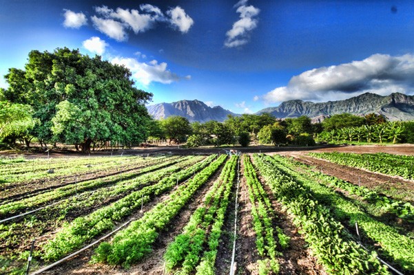 Reap the rewards of growing your own produce