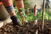 October Jobs in the Garden