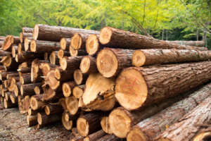 The Business of Forestry: How to Sell Timber