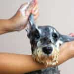 Give Your Dog the VIP Treatment – Why Professional Grooming Matters