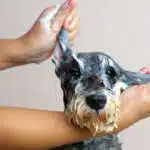 Give Your Dog the VIP Treatment – Why Professional Grooming Matters