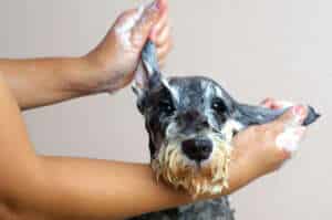 Give Your Dog the VIP Treatment – Why Professional Grooming Matters