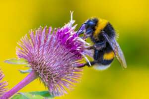 Skerries Wild Bee Festival 2024