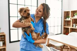 Animal Care Courses in Ireland