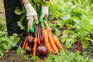 700 Farmers Accepted to the Organic Farming Scheme